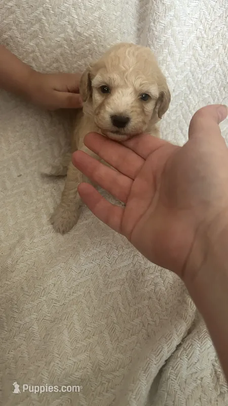 Peaches – Maltipoo, Poodle - Miniature  puppy on hold in Conroe, TX