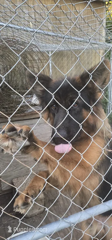Ceasar – German Shepherd Dog puppy for sale in Spring Hill, TN