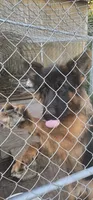 Ceasar, a male German Shepherd Dog for sale in Spring Hill, TN – 1 of 2