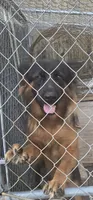 Ceasar, a male German Shepherd Dog for sale in Spring Hill, TN – 2 of 2