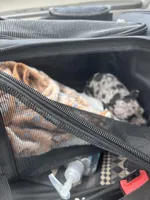 Horchata, a female Chihuahua for sale in Grand Rapids, MI – Photo 3 of 3