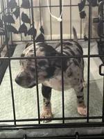 Horchata, a female Chihuahua for sale in Grand Rapids, MI – Photo 1 of 3