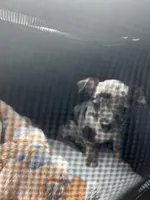 Horchata, a female Chihuahua for sale in Grand Rapids, MI – Photo 2 of 3