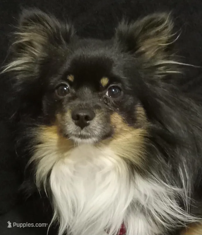 Lobo – Pomchi puppy for sale in Fort Benton, MT