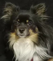 Lobo, a male Pomchi for sale in Fort Benton, MT – Photo 1 of 4