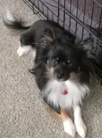 Lobo, a male Pomeranian for sale in Fort Benton, MT – Photo 6 of 7