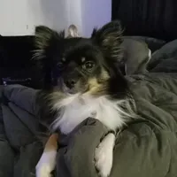 Lobo, a male Pomeranian for sale in Fort Benton, MT – Photo 7 of 7