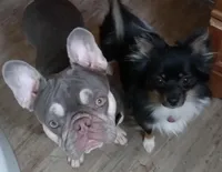 Lobo, a male Pomeranian for sale in Fort Benton, MT – Photo 3 of 7