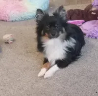 Lobo, a male Pomeranian for sale in Fort Benton, MT – Photo 5 of 7