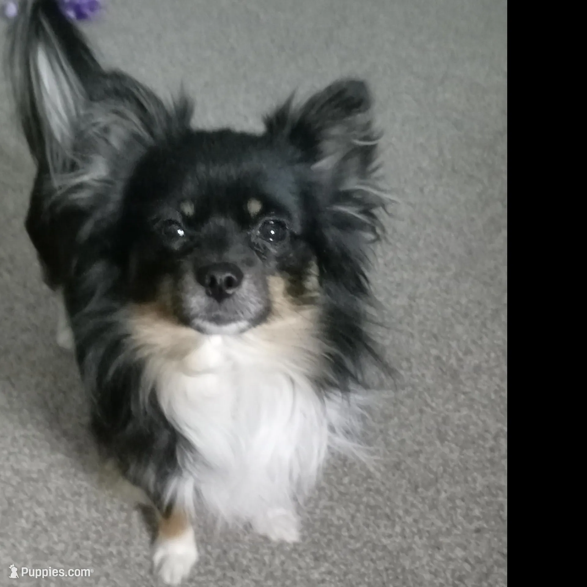 Lobo – Pomchi puppy for sale in Fort Benton, MT