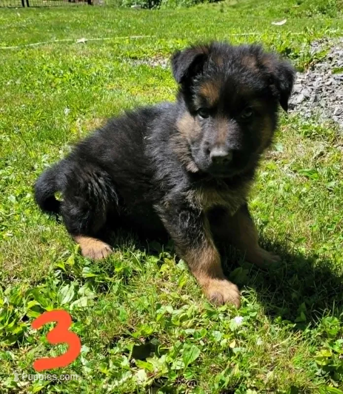 Big Boy 3 – German Shepherd Dog puppy for sale in Cumberland, MD