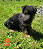 Big Boy 3, a male German Shepherd Dog for sale in Cumberland, MD – 1 of 3