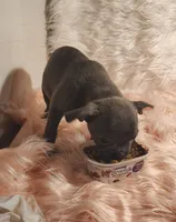 ESMERELDA, a female Frenchton for sale in Cumberland, MD – 6 of 9