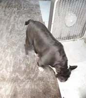 TRIXIE, a female Frenchton for sale in Cumberland, MD – 3 of 5