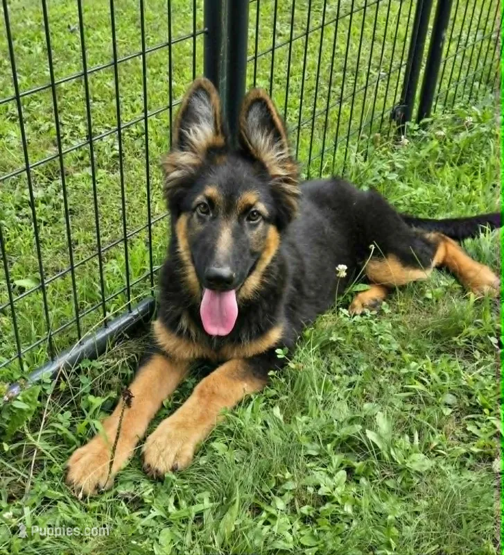 Blossom – German Shepherd Dog puppy for sale in Cumberland, MD