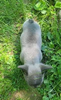 LIL GIRL 1, a female Frenchton for sale in Cumberland, MD – 7 of 10