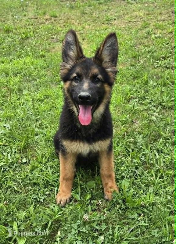 Princess – German Shepherd Dog puppy for sale in Cumberland, MD