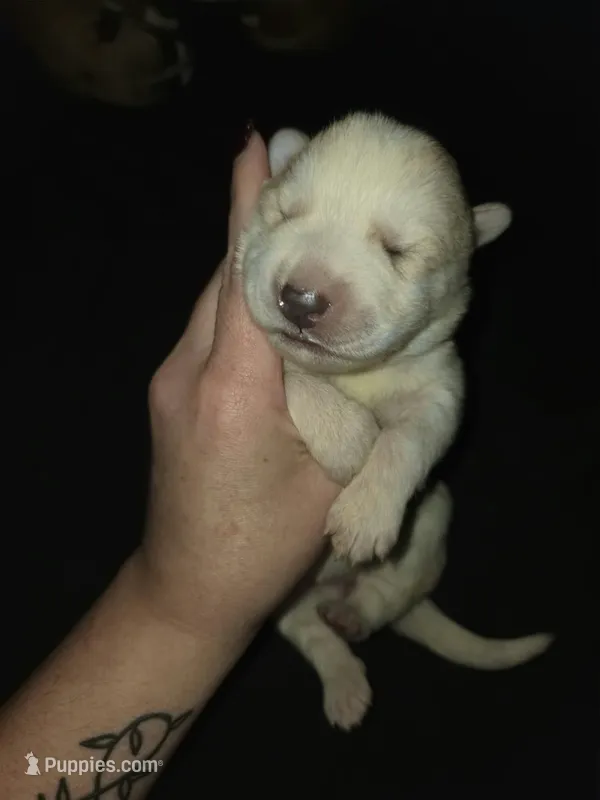 FEMALE 6 – German Shepherd Dog, Great Pyrenees puppy for sale in Cumberland, MD