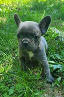 LIL GIRL 1, a female Frenchton for sale in Cumberland, MD – 5 of 10