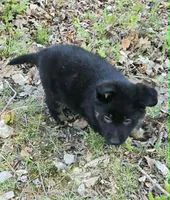 BOY 2, a male German Shepherd Dog for sale in Cumberland, MD – Photo 3 of 5