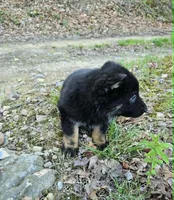 BOY 2, a male German Shepherd Dog for sale in Cumberland, MD – Photo 2 of 5