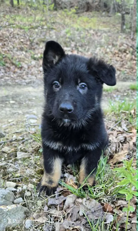 BOY 2 – German Shepherd Dog puppy for sale in Cumberland, MD