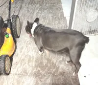 TRIXIE, a female Frenchton for sale in Cumberland, MD – 2 of 5