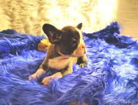 STITCH, a male Frenchton for sale in Cumberland, MD – 2 of 9