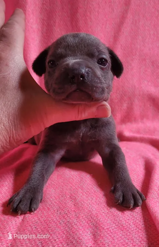 LIL GIRL 3 – French Bulldog puppy for sale in Cumberland, MD