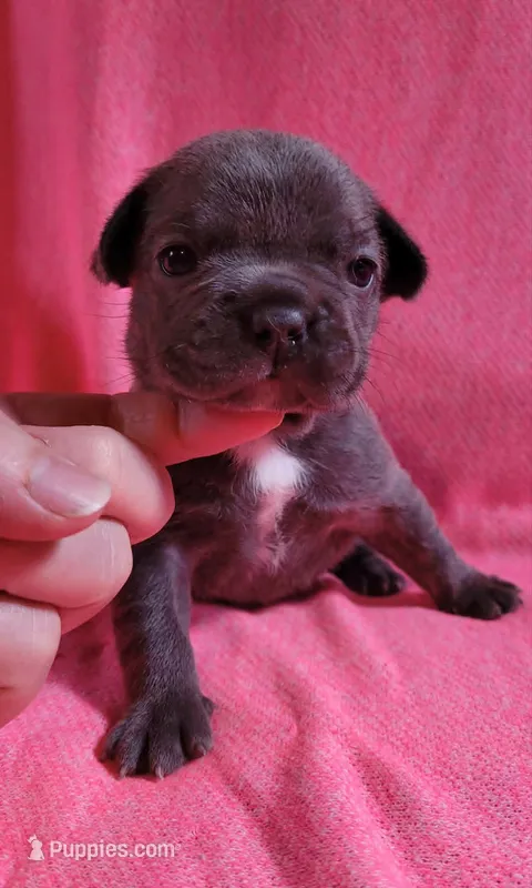 LIL GIRL 1 – French Bulldog puppy for sale in Cumberland, MD