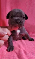 LIL GIRL 1, a female Frenchton for sale in Cumberland, MD – 10 of 10