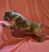 BEAUTY, a female French Bulldog for sale in Cumberland, MD – 8 of 10