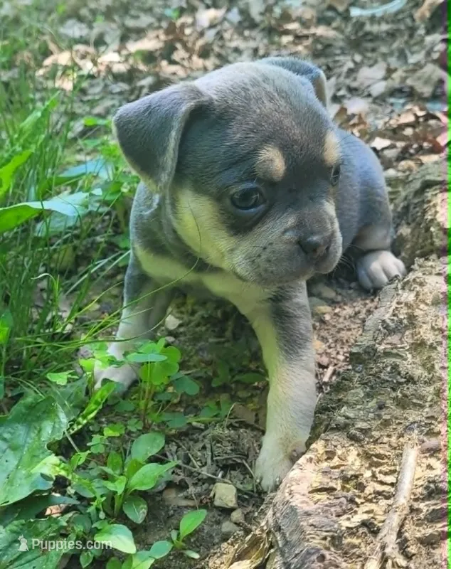 PEANUT – French Bulldog puppy for sale in Cumberland, MD