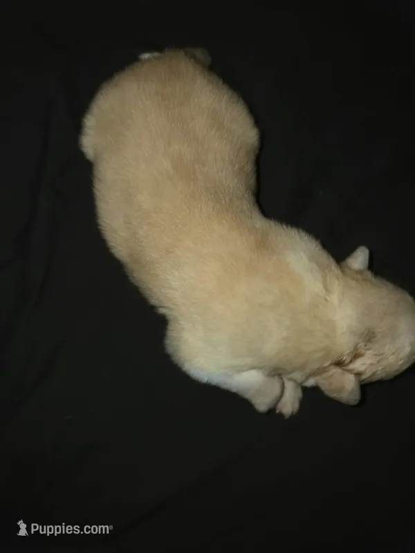 FEMALE 4 – German Shepherd Dog, Great Pyrenees puppy for sale in Cumberland, MD