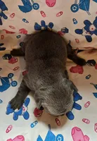 LIL GIRL 2, a female French Bulldog for sale in Cumberland, MD – 2 of 3