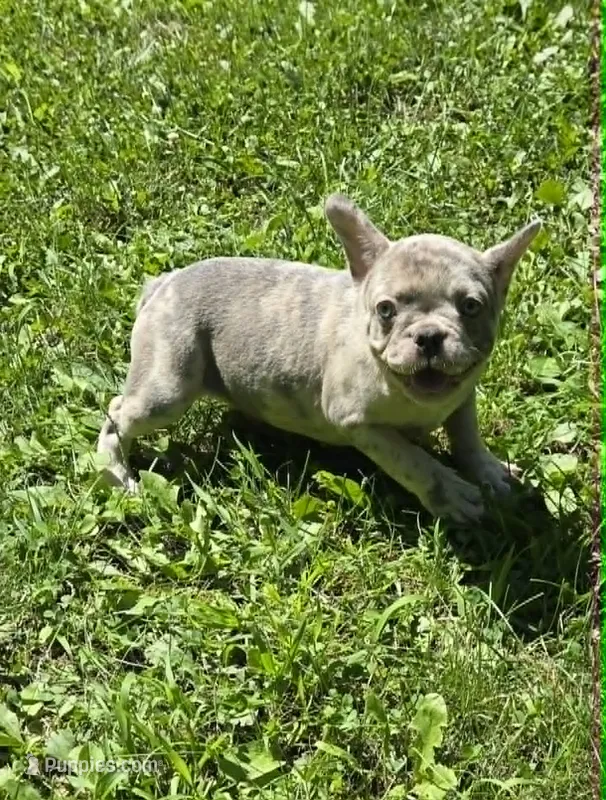 BEAUTY – French Bulldog puppy for sale in Cumberland, MD