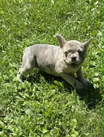 BEAUTY, a female French Bulldog for sale in Cumberland, MD – 2 of 10