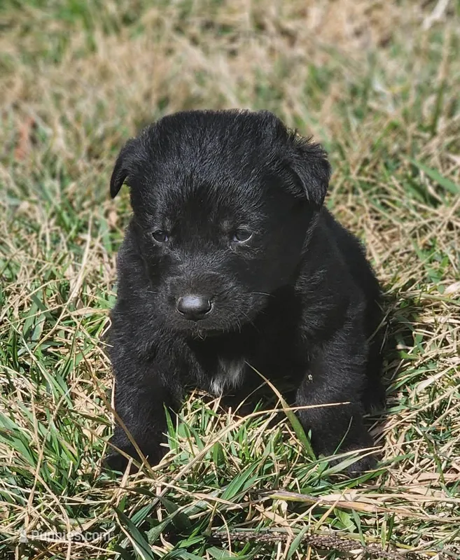 Golden Shepherd MALE 5 – German Shepherd Dog, English Cream Golden Retriever puppy for sale in Cumberland, MD