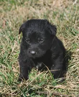 Golden Shepherd MALE 5, a male German Shepherd Dog and English Cream Golden Retriever for sale in Cumberland, MD – Photo 1 of 3