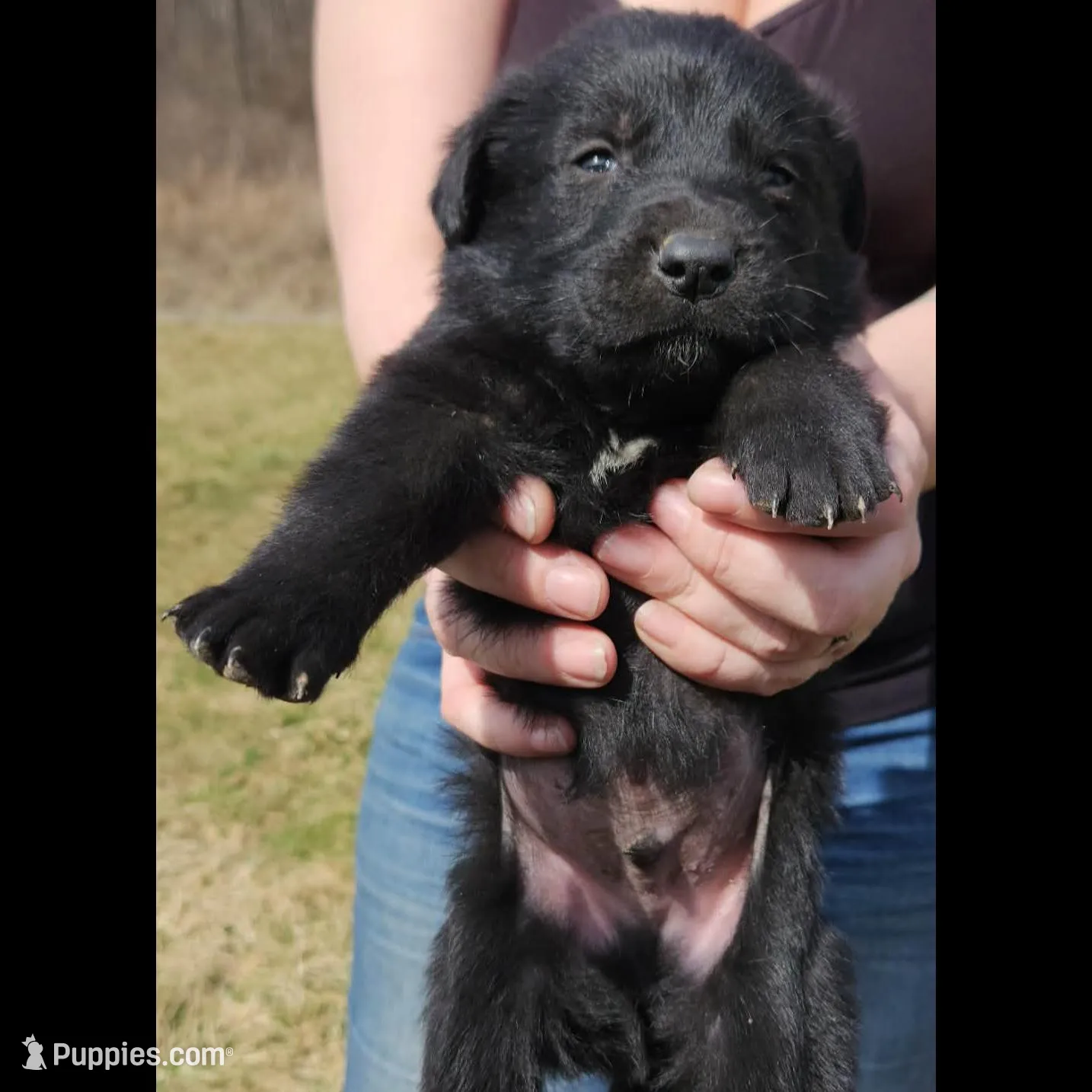 Golden Shepherd MALE 5, a male German Shepherd Dog and English Cream Golden Retriever for sale in Cumberland, MD – Photo 3 of 3