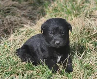 Golden Shepherd MALE 5, a male German Shepherd Dog and English Cream Golden Retriever for sale in Cumberland, MD – Photo 2 of 3