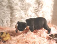 ELSA, a female Frenchton for sale in Cumberland, MD – 2 of 5