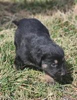 Golden Shepherd FEMALE 4, a female German Shepherd Dog and English Cream Golden Retriever for sale in Cumberland, MD – Photo 2 of 3