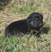 Golden Shepherd FEMALE 4, a female German Shepherd Dog and English Cream Golden Retriever for sale in Cumberland, MD – Photo 1 of 3