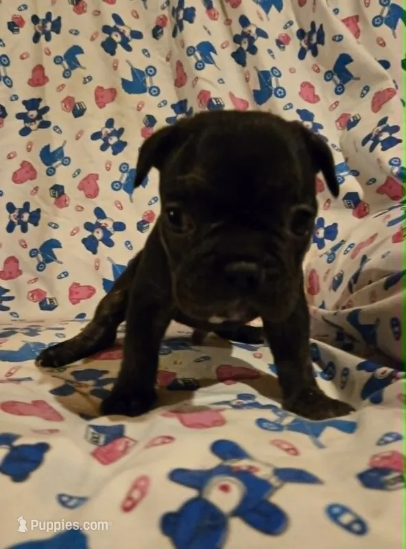 Tiger Boy – French Bulldog puppy for sale in Cumberland, MD