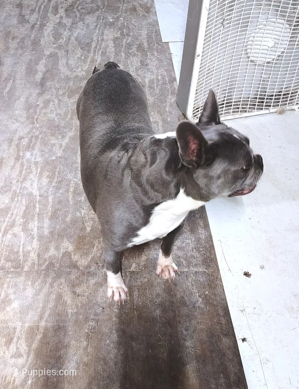 TRIXIE – Frenchton puppy for sale in Cumberland, MD