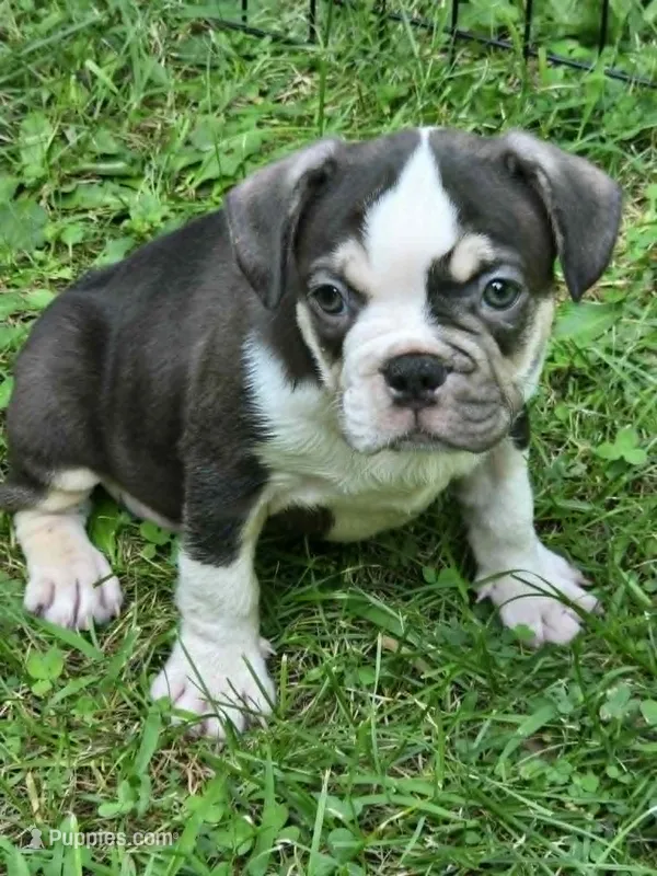 Undeniably Handsome – French Bulldog puppy for sale in Cumberland, MD