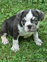 Undeniably Handsome, a male French Bulldog for sale in Cumberland, MD – 1 of 10
