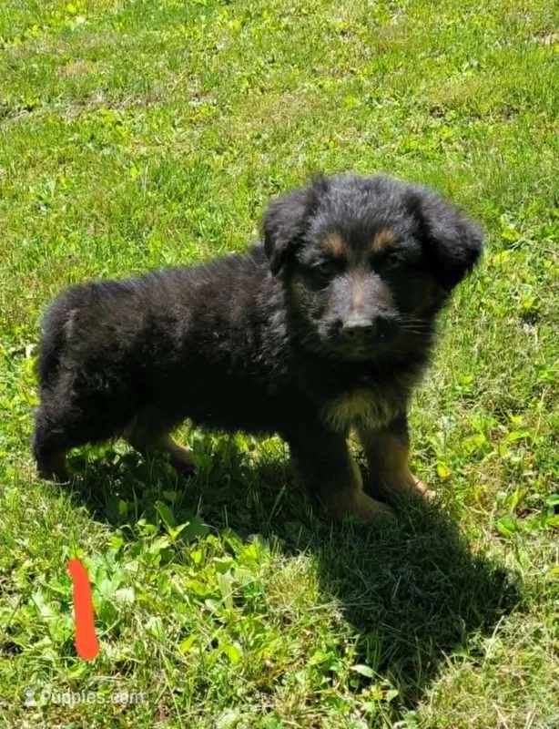 Big Boy 1  – German Shepherd Dog puppy for sale in Cumberland, MD