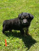 Big Boy 1 , a male German Shepherd Dog for sale in Cumberland, MD – 1 of 3